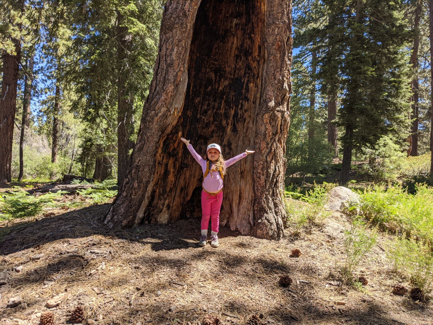 Some trees take more than one wingspan